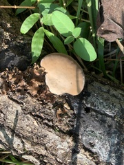 Loweomyces fractipes