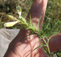 Melampyrum argyrocomum