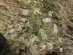 Falcaria vulgaris