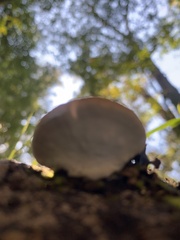 Loweomyces fractipes