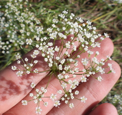 Falcaria vulgaris