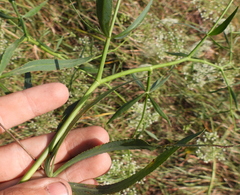 Falcaria vulgaris