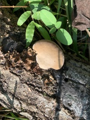 Loweomyces fractipes