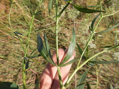 Falcaria vulgaris