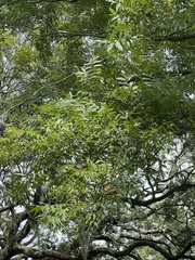 Carya aquatica