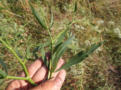 Falcaria vulgaris