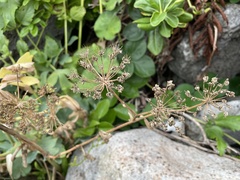 Peucedanum japonicum