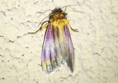 Eulithosia plesioglauca