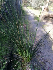 Hellmuthia membranacea