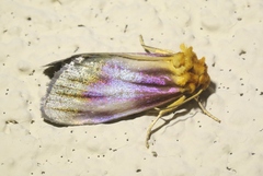 Eulithosia plesioglauca