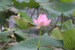 Nelumbo nucifera