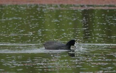 Fulica atra australis