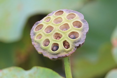 Nelumbo nucifera
