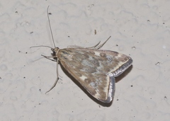 Loxostege sticticalis