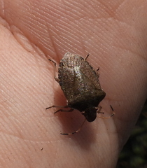 Peribalus strictus vernalis