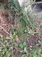Cotoneaster horizontalis