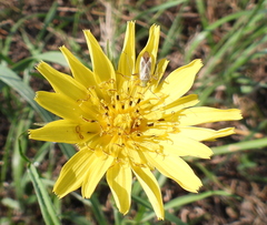 Tragopogon