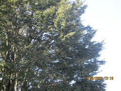 Nothofagus cliffortioides