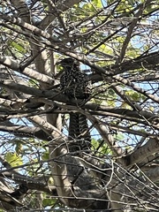 Eudynamys scolopaceus