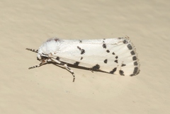 Grotella binda