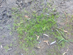 Batrachium