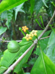 Cyclophyllum barbatum