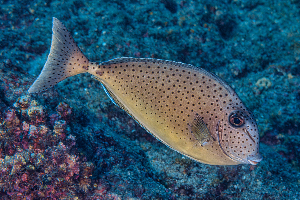 Humpnose unicornfish (Naso tuberosus) — Acanthuridae