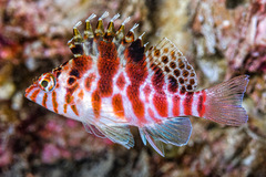 Cirrhitichthys aprinus