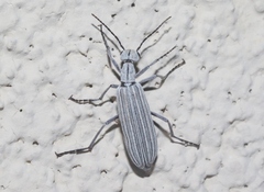 Epicauta costata