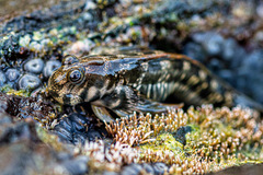 Istiblennius dussumieri