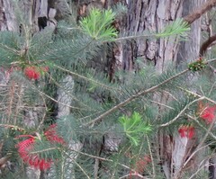 Melaleuca quadrifida