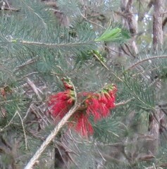 Melaleuca quadrifida