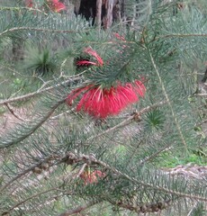 Melaleuca quadrifida