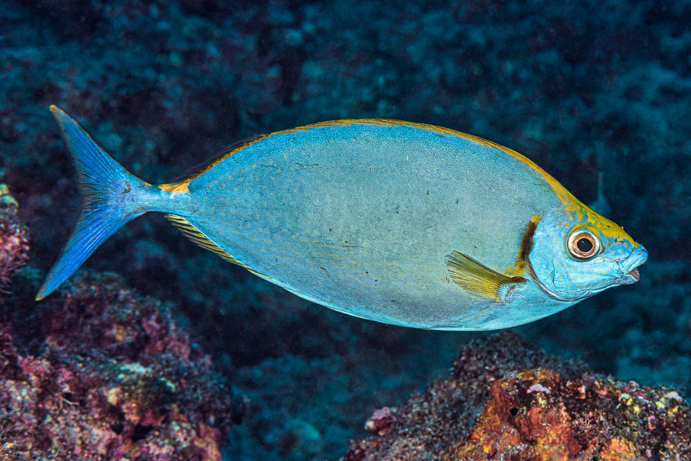 Forktail Rabbitfish