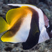 Masked Bannerfish - Photo (c) François Libert, some rights reserved (CC BY-NC), uploaded by François Libert