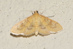 Psara