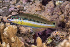 Thalassoma genivittatum