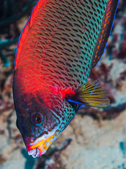 Pseudodax moluccanus