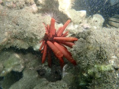 Heterocentrotus mamillatus
