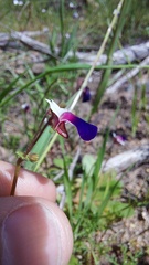 Nemesia barbata