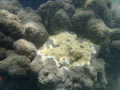 Montipora patula