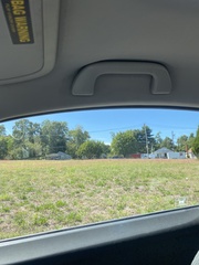 Eragrostis spectabilis