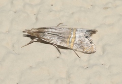 Euchromius ocellea