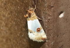 Schinia oculata