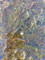 Ranunculus trichophyllus