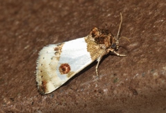 Schinia oculata