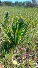 Disa bracteata