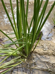 Philydrum lanuginosum