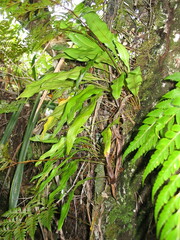 Elaphoglossum
