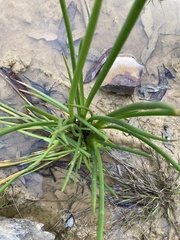 Philydrum lanuginosum